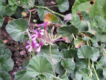 Kapland-Pelargonie lässt Bronchitis abklingen Kapland-Pelargonie lässt Bronchitis abklingen