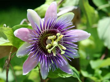 Passionsblume löst Ängste und beruhigt Passionsblume löst Ängste und beruhigt