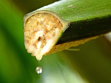 Kokosblütensirup Kokosblütensirup