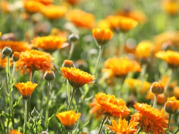 Natürliche Alternativen zu Antibiotika Natürliche Alternativen zu Antibiotika