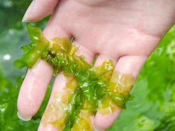 Meersalat - Ulva Algen Meersalat - Ulva Algen