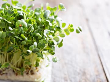 micro-greens Micro Greens: Das steckt in dem Mini Gemüse