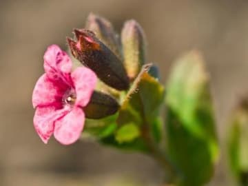 heilkraeuter_echtes_lungenwort_thinkstock