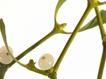 mistel_12011