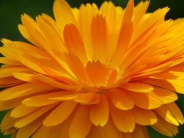 ringelblume, blume, orange Blume,_istock