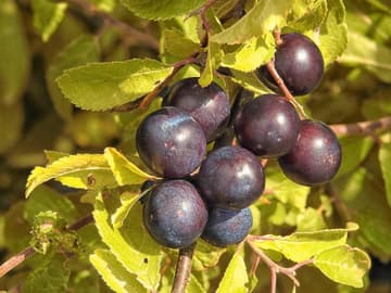 berries-1612545_960_720