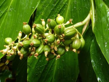 coffee-plant-1159649_960_720