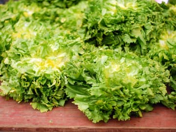 Endiviensalat Endiviensalat