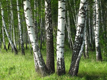 Birke Mehrere Birken im Wald