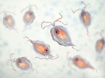 Trichomoniasis-Erreger Trichomoniasis-Erreger