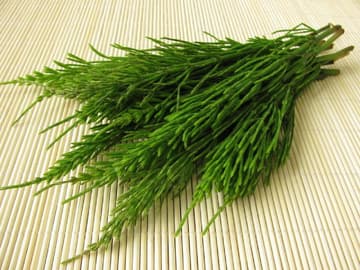 Zinnkraut Zinnkraut