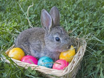 Hase_im_Osternest Hase im Osternest mit Ostereiern