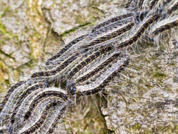 Eichenprozessionsspinner Gespinst der Eichenprozessionsspinner an einem Baum