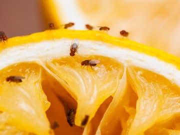 Fruchtfliegen Fruchtfliegen auf Orange