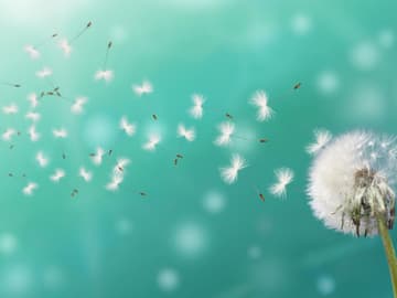 Pusteblume Pusteblume