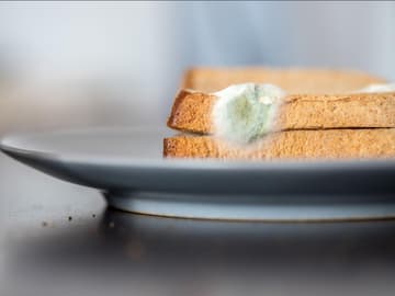 Schimmel Schimmelfleck auf Brot