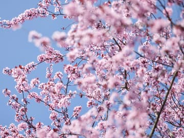 Kirschblüten Kirschblüten