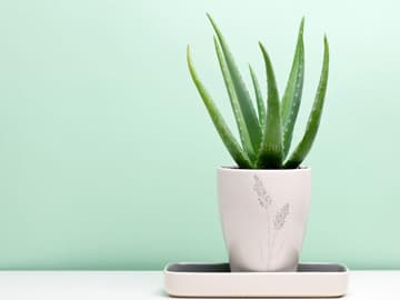 aloe-vera