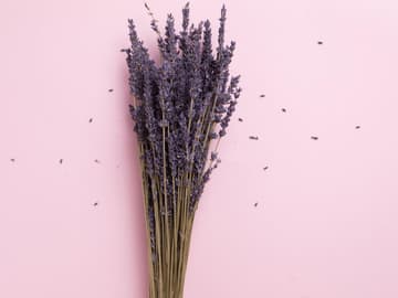 lavendel