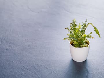 nephrolepis-exaltata