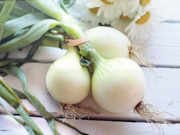zwiebelsaft