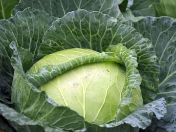 Gesunde Kohlrezepte