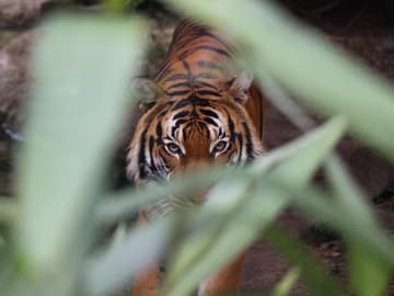 tiger