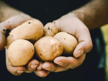Kartoffeln-in-Händen Kartoffeln – unterschätzte Beilage