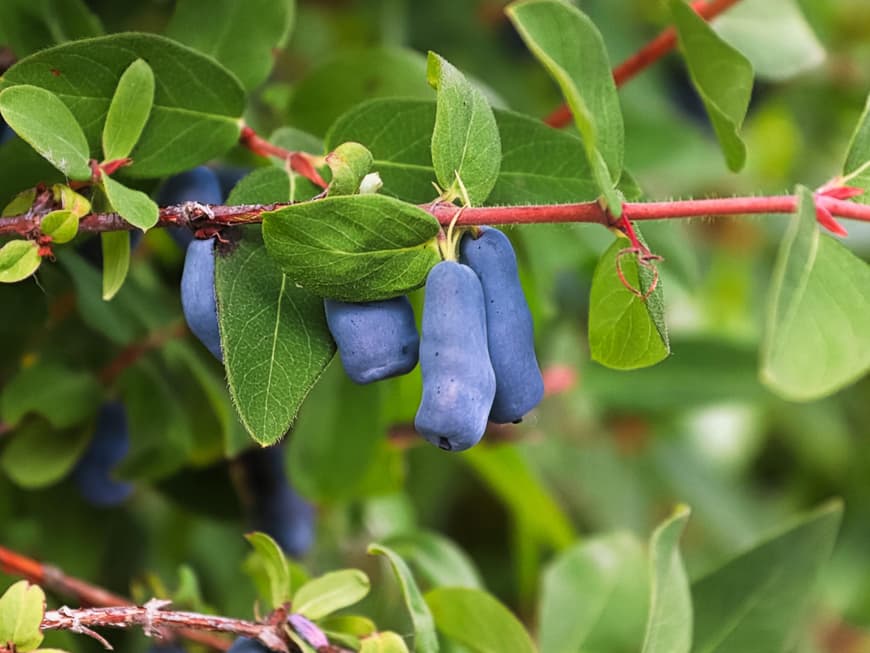 HaskapBeere 4 gesunde Gründe, die Beeren zu probieren