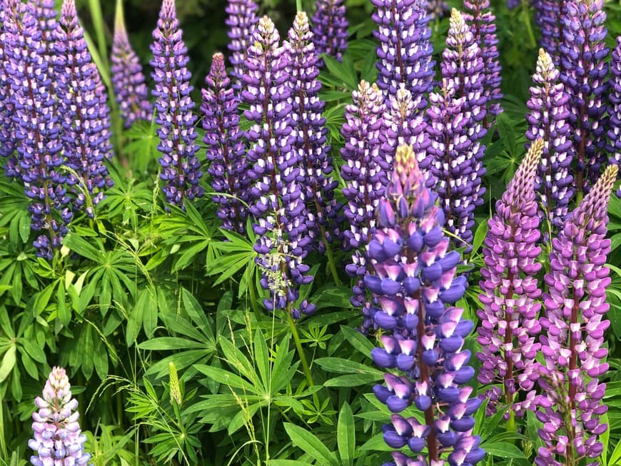 Für was braucht man Lupinen?