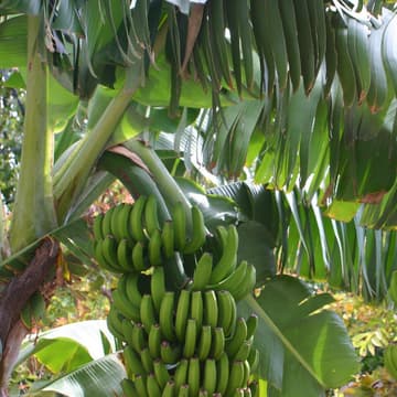 Bananen, Bio-Siegel Bananen, Bio-Siegel