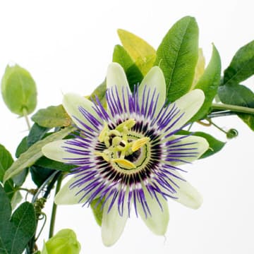 Passionsblume Passionsblume