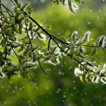 pollen_1.jpg