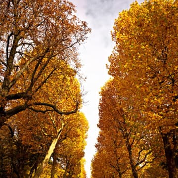 Herbstwald Herbstwald