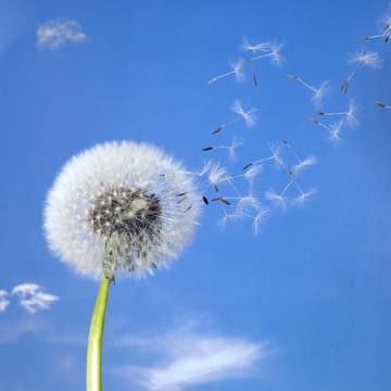 Pusteblume Pusteblume