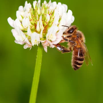 Bienen Bienen