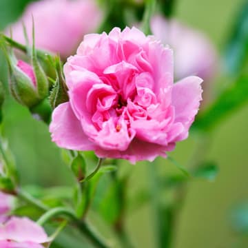 Rosen, Naturkosmetik Rosen, Naturkosmetik