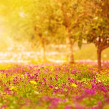 Die Sonne geht unter auf einer Blumenwiese Blumenwiese im Sonnenuntergang