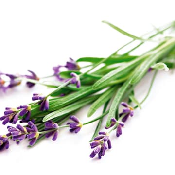 Lavendel Lavendel