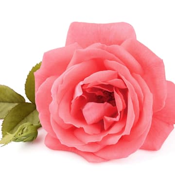 Rote Rose mit Heilkräften Rose in Rot