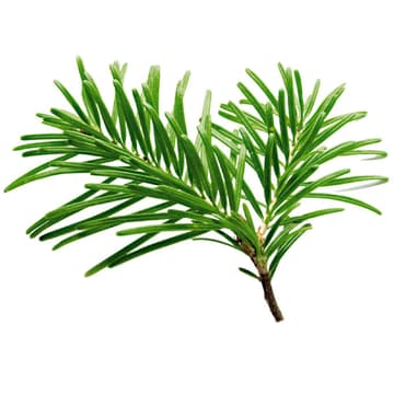 Weisstanne Weisstanne