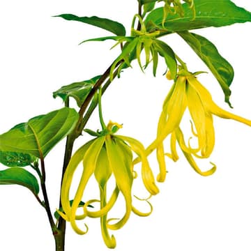 Ylang-Ylang Ylang-Ylang
