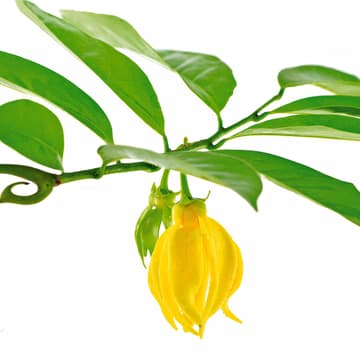 Gelbe Blüte der Ylang-Ylang Ylang-Ylang Blüte
