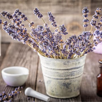 Natürliche Haarspülung mit Lavendel Lavendel im Topf auf einem Tisch