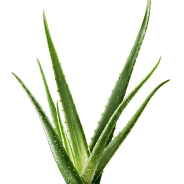 LR ALOE VIA_Aloe Pflanze LR ALOE VIA_Aloe Pflanze