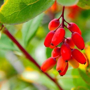 Goji_Beeren Goji Beeren an Baum